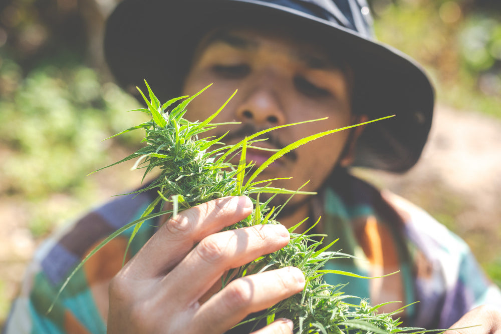 Person hält Cannabis Pflanze