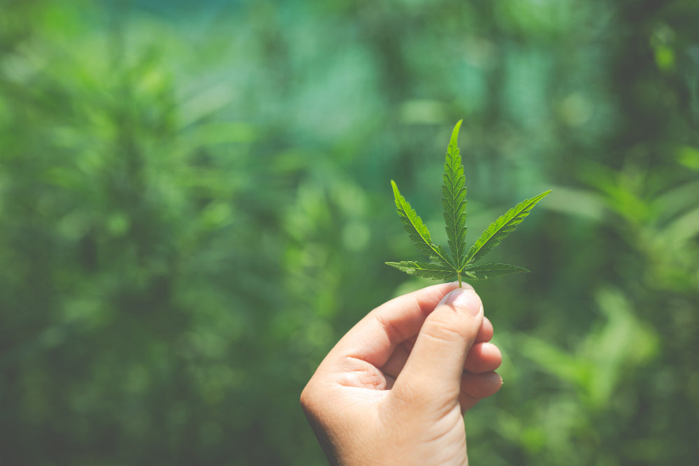 Hand hält Cannabis Blatt