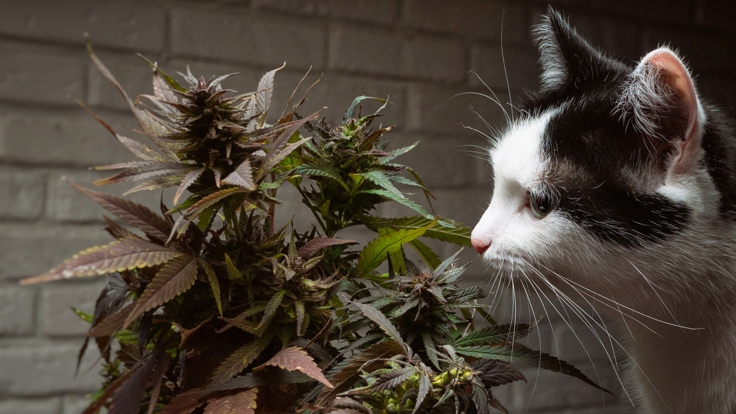 Kann eine katze thc abbauen