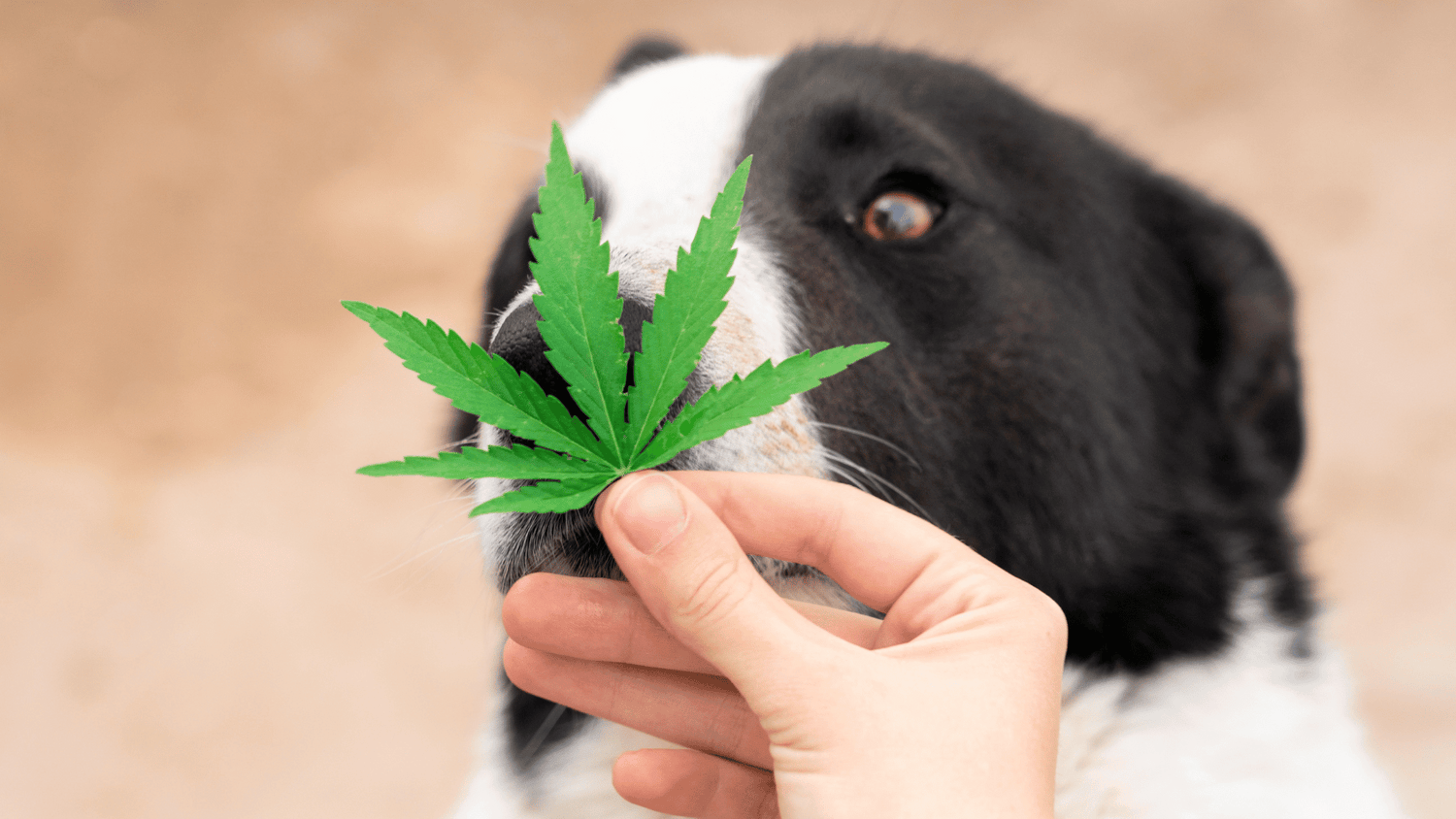 Erfahrungen von Hunden mit CBD