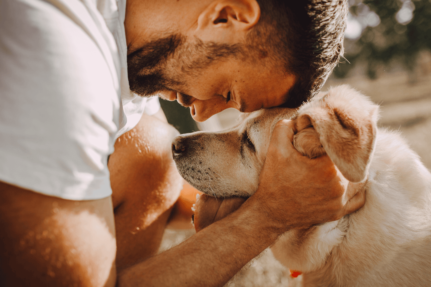 CBD für Hunde gefährlich?